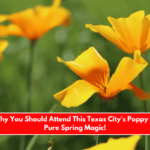 Here's Why You Should Attend This Texas City's Poppy Fest—It's Pure Spring Magic!