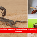 Texans Should Be Aware of These Odd and Disgusting Bugs This Summer