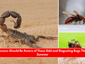 Texans Should Be Aware of These Odd and Disgusting Bugs This Summer