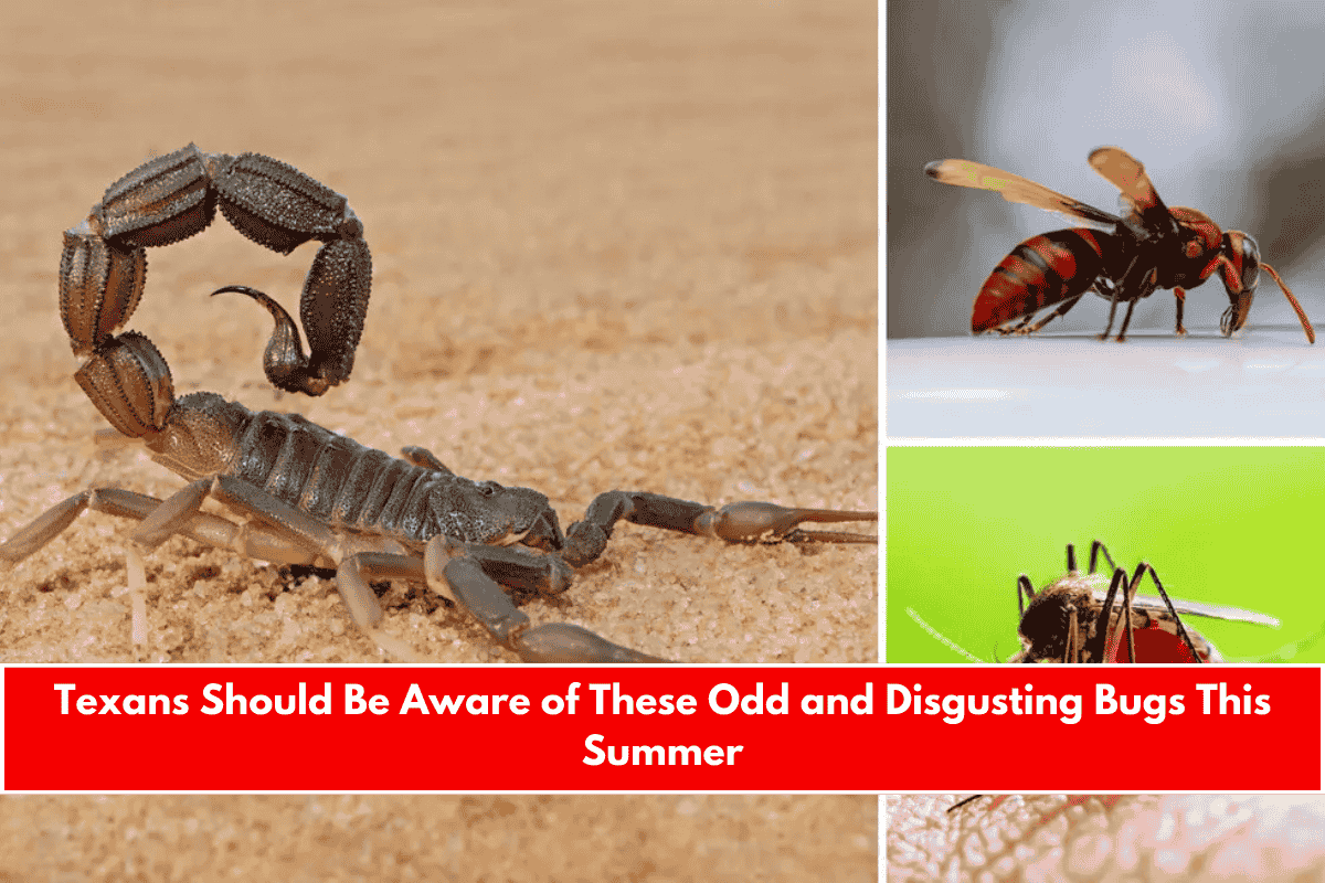 Texans Should Be Aware of These Odd and Disgusting Bugs This Summer