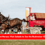 Texas Giant Horses Visit Salado to See the Budweiser Clydesdales