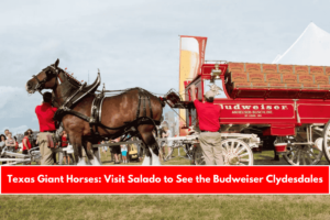 Texas Giant Horses Visit Salado to See the Budweiser Clydesdales