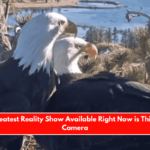 The Greatest Reality Show Available Right Now is This 247 Camera