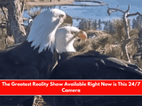 The Greatest Reality Show Available Right Now is This 247 Camera