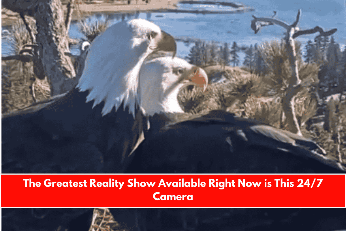 The Greatest Reality Show Available Right Now is This 247 Camera