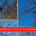 The Large Bundle of Leaves You See in Trees is Not Home to Birds