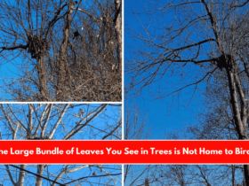 The Large Bundle of Leaves You See in Trees is Not Home to Birds