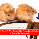 The Woolly Mouse Was Created by Texas Scientists in an Attempt to Revive the Mammoth