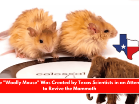 The Woolly Mouse Was Created by Texas Scientists in an Attempt to Revive the Mammoth