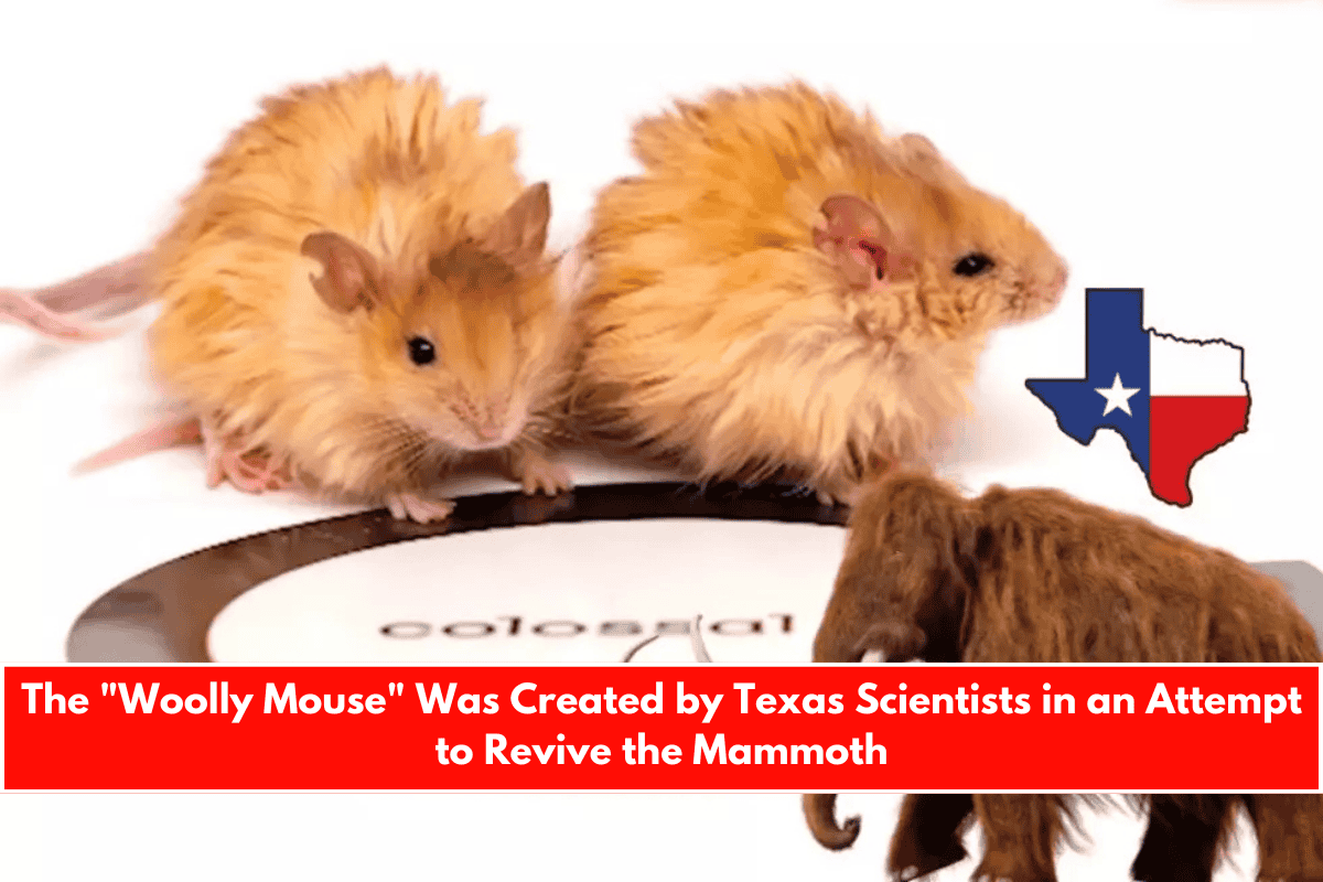 The Woolly Mouse Was Created by Texas Scientists in an Attempt to Revive the Mammoth