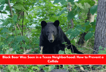 Black Bear Was Seen in a Texas Neighborhood How to Prevent a Collide