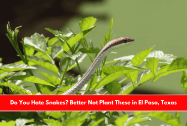 Do You Hate Snakes Better Not Plant These in El Paso, Texas