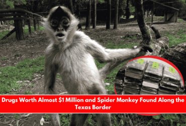 Drugs Worth Almost $1 Million and Spider Monkey Found Along the Texas Border