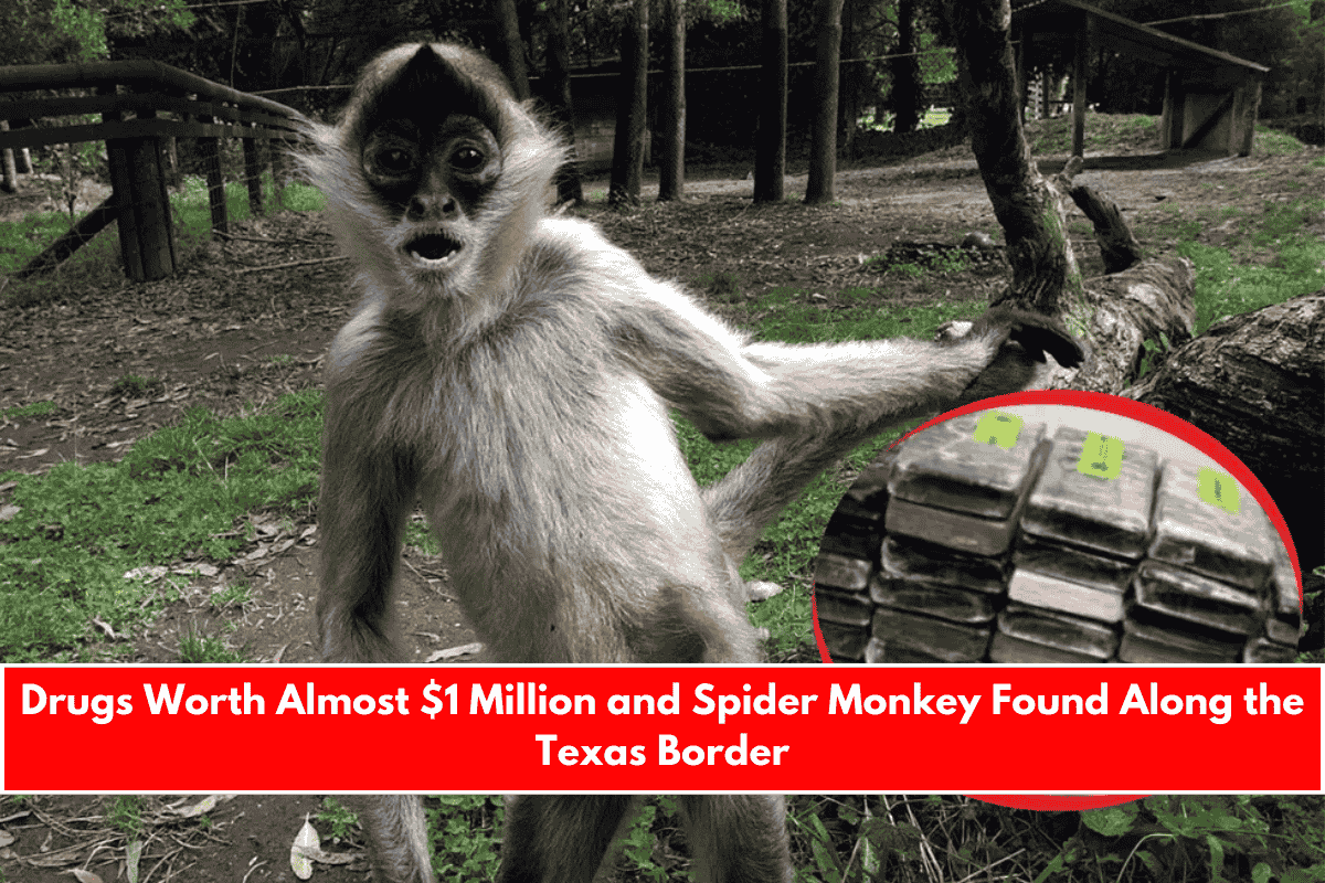 Drugs Worth Almost $1 Million and Spider Monkey Found Along the Texas Border