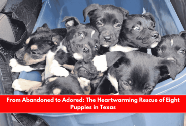 From Abandoned to Adored The Heartwarming Rescue of Eight Puppies in Texas