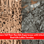 Homeowners Tell Their Horrible Experiences with Infestations by Real-Life Lufkin Termites