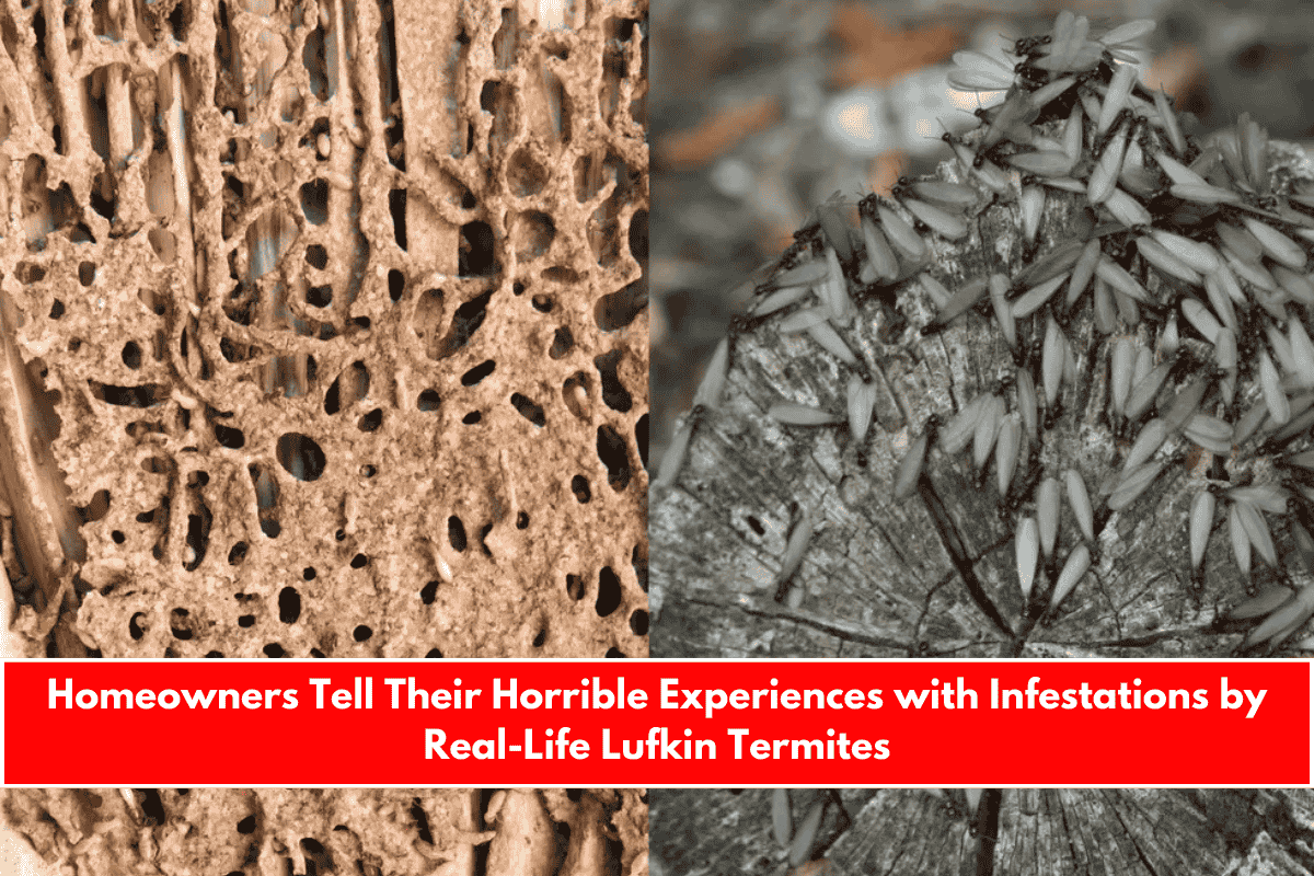 Homeowners Tell Their Horrible Experiences with Infestations by Real-Life Lufkin Termites