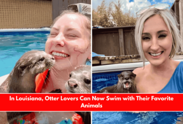 In Louisiana, Otter Lovers Can Now Swim with Their Favorite Animals