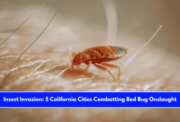 Insect Invasion 5 California Cities Combatting Bed Bug Onslaught