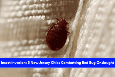Insect Invasion 5 New Jersey Cities Combatting Bed Bug Onslaught