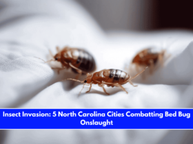 Insect Invasion 5 North Carolina Cities Combatting Bed Bug Onslaught