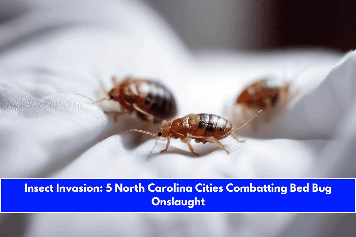 Insect Invasion 5 North Carolina Cities Combatting Bed Bug Onslaught