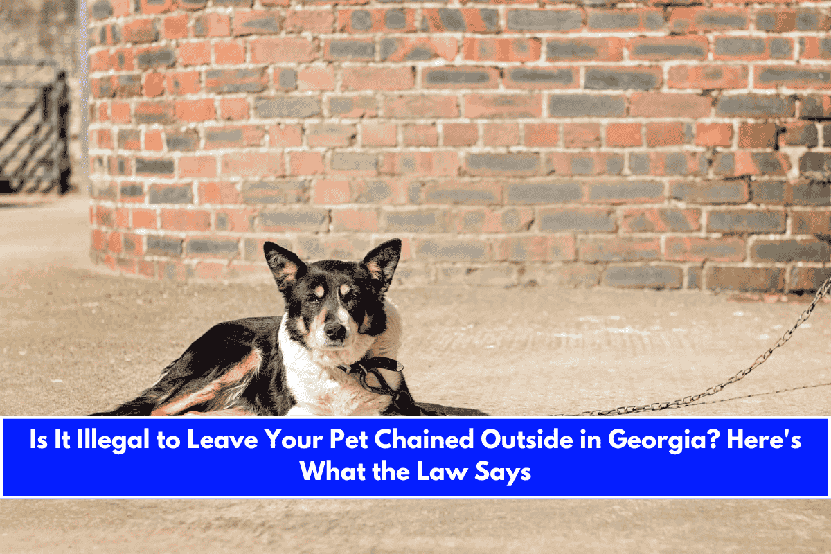 Is It Illegal to Leave Your Pet Chained Outside in Georgia Here's What the Law Says
