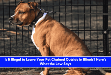 Is It Illegal to Leave Your Pet Chained Outside in Illinois Here's What the Law Says