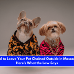 Is It Illegal to Leave Your Pet Chained Outside in Massachusetts Here's What the Law Says