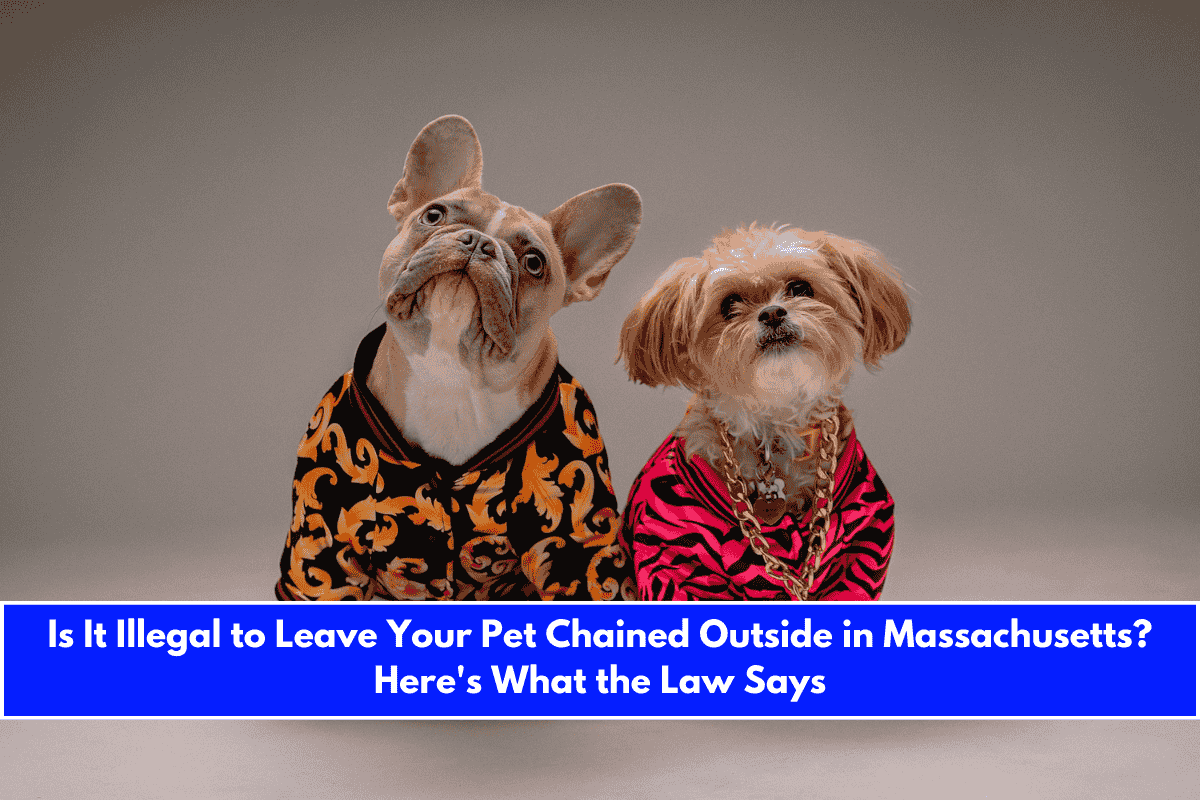 Is It Illegal to Leave Your Pet Chained Outside in Massachusetts Here's What the Law Says
