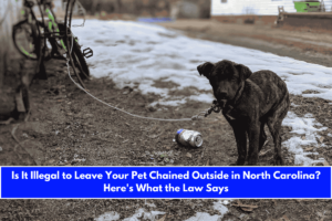 Is It Illegal to Leave Your Pet Chained Outside in North Carolina Here's What the Law Says