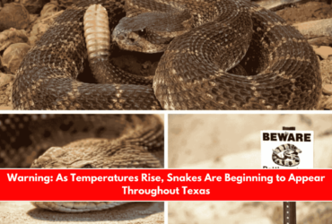 Warning As Temperatures Rise, Snakes Are Beginning to Appear Throughout Texas