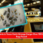 Border Agents in Texas Catch Strange Cargo Over 100 Live Chinch Bugs Found