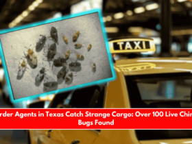 Border Agents in Texas Catch Strange Cargo Over 100 Live Chinch Bugs Found
