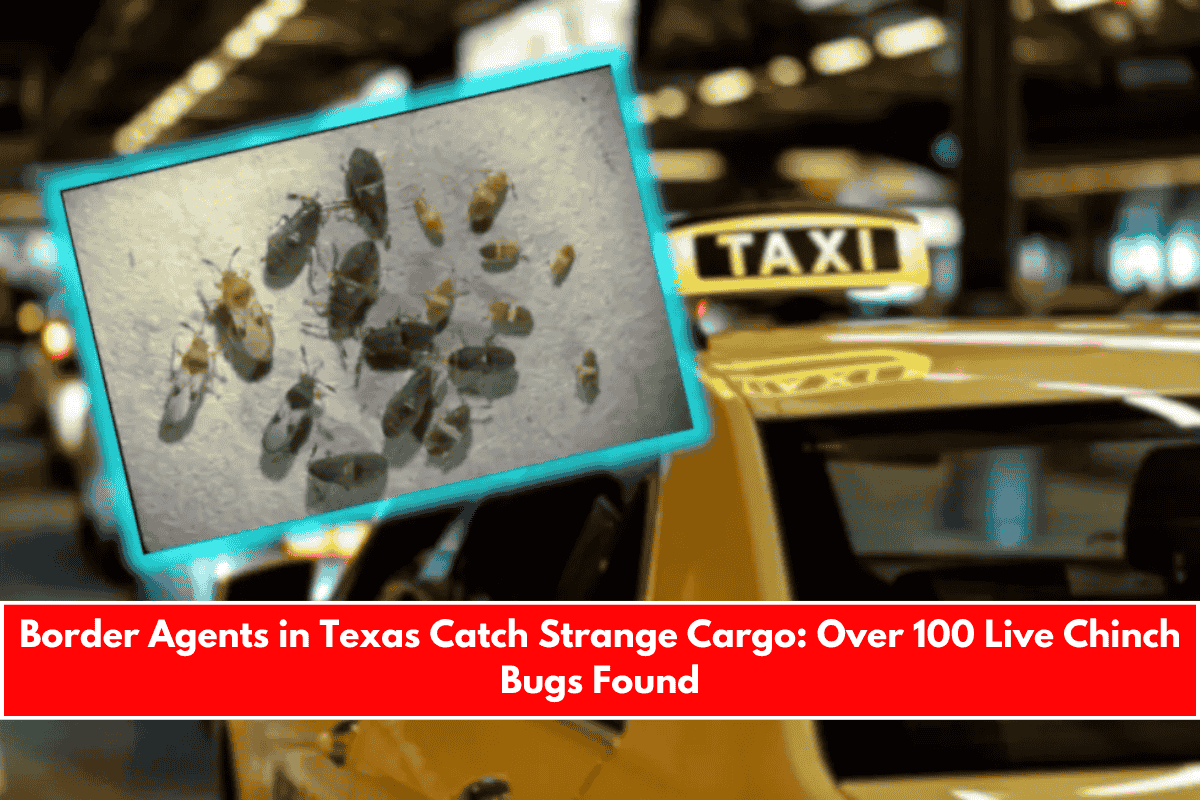 Border Agents in Texas Catch Strange Cargo Over 100 Live Chinch Bugs Found