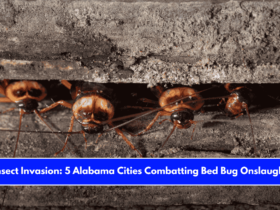 Insect Invasion 5 Alabama Cities Combatting Bed Bug Onslaught