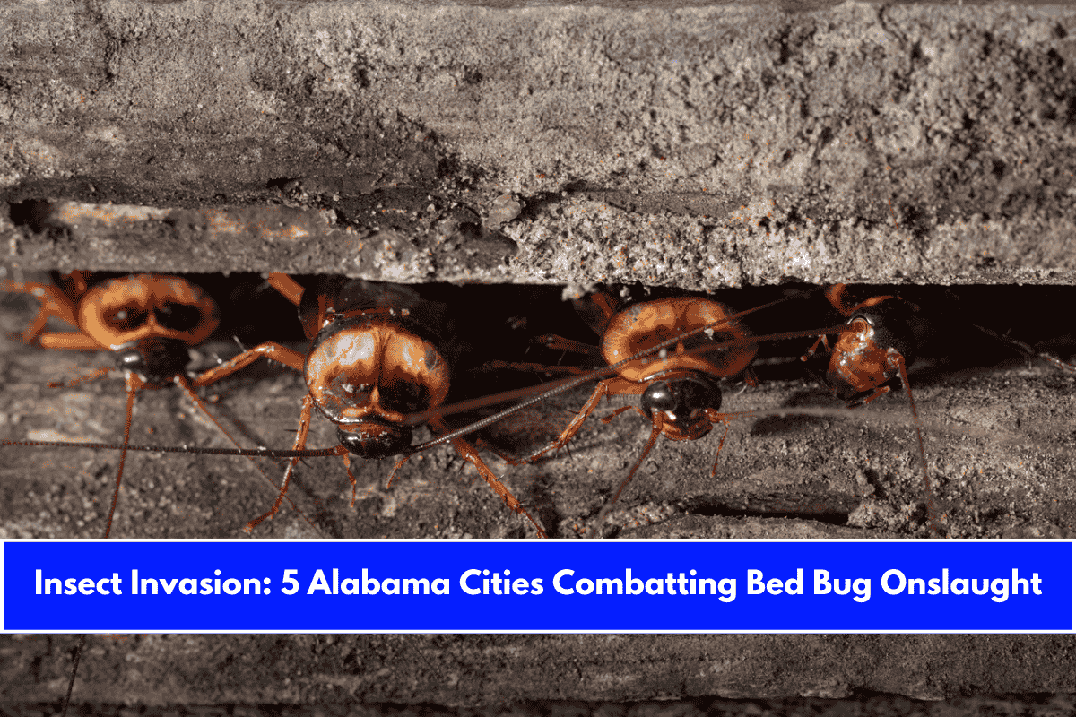 Insect Invasion 5 Alabama Cities Combatting Bed Bug Onslaught