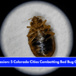 Insect Invasion 5 Colorado Cities Combatting Bed Bug Onslaught