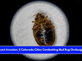 Insect Invasion 5 Colorado Cities Combatting Bed Bug Onslaught