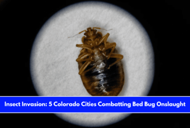 Insect Invasion 5 Colorado Cities Combatting Bed Bug Onslaught