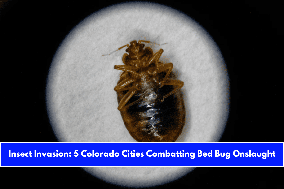Insect Invasion 5 Colorado Cities Combatting Bed Bug Onslaught