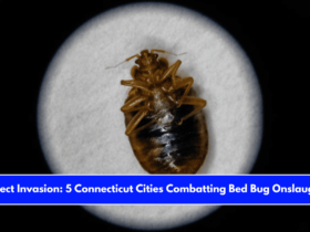 Insect Invasion 5 Connecticut Cities Combatting Bed Bug Onslaught