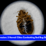 Insect Invasion 5 Hawaii Cities Combatting Bed Bug Onslaught