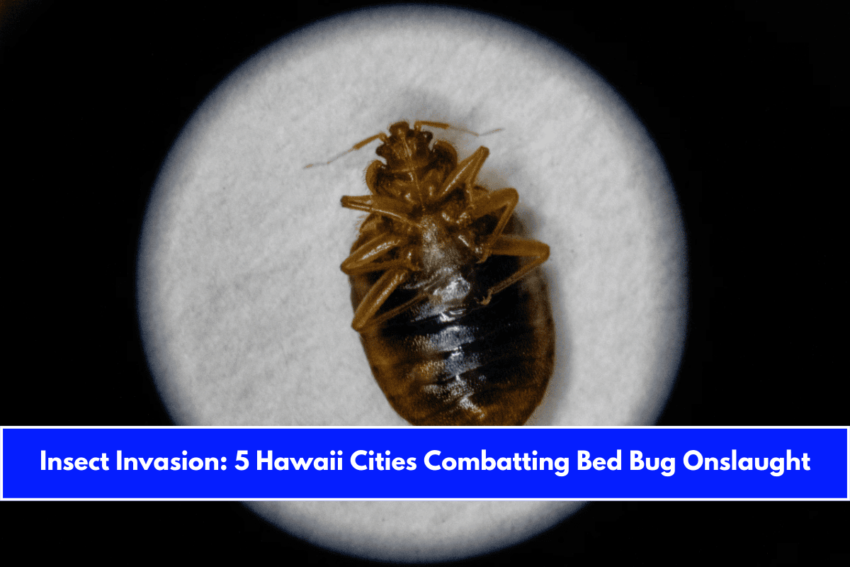 Insect Invasion 5 Hawaii Cities Combatting Bed Bug Onslaught