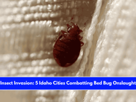 Insect Invasion 5 Idaho Cities Combatting Bed Bug Onslaught