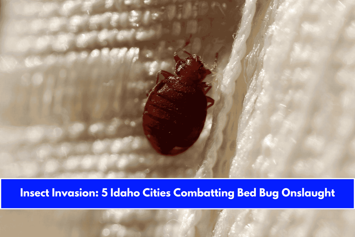 Insect Invasion 5 Idaho Cities Combatting Bed Bug Onslaught