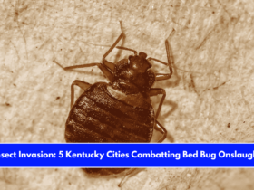 Insect Invasion 5 Kentucky Cities Combatting Bed Bug Onslaught