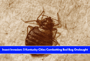 Insect Invasion 5 Kentucky Cities Combatting Bed Bug Onslaught