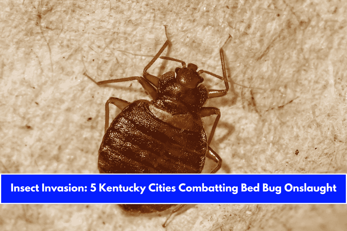 Insect Invasion 5 Kentucky Cities Combatting Bed Bug Onslaught
