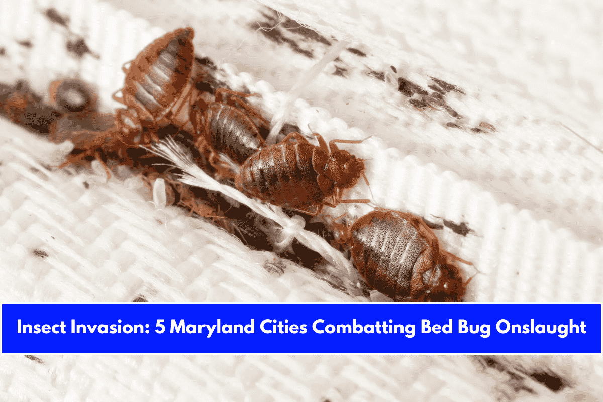 Insect Invasion 5 Maryland Cities Combatting Bed Bug Onslaught